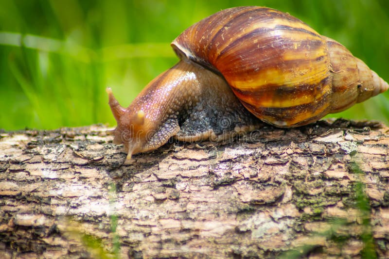 Curious snail crawling on concrete. Helix. Roman snail. - Image