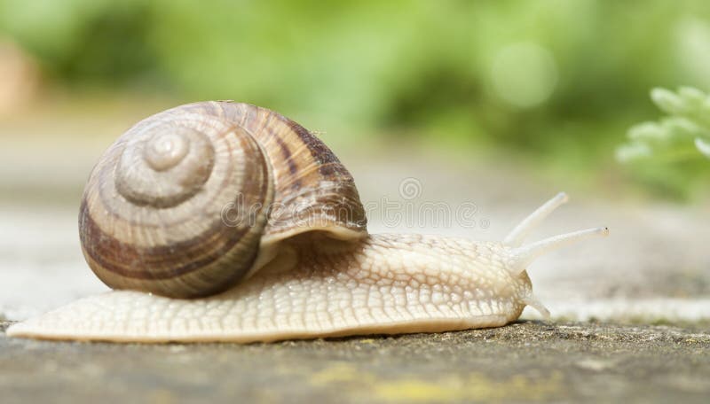 Snail