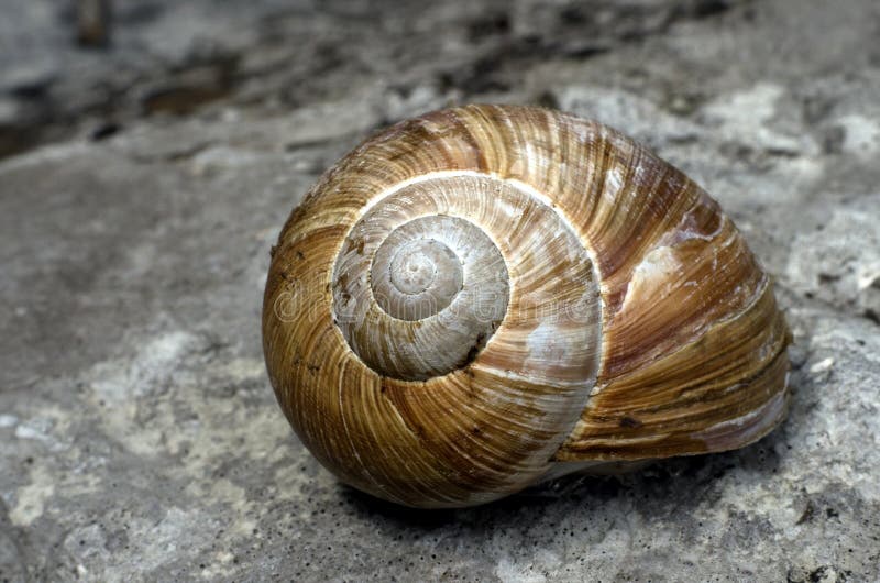 Snail closeup