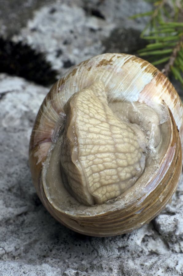 Snail closeup