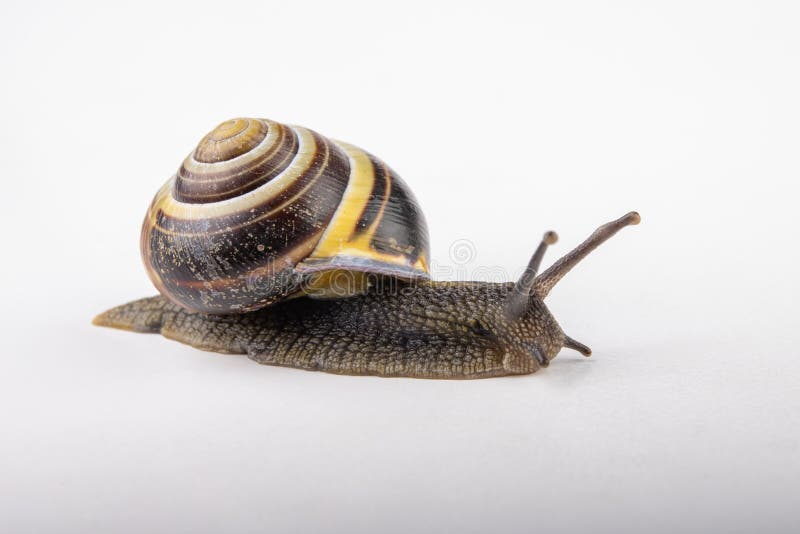Snail with a colorful shell on a white table. Garden snail with advanced feelers stock photography Snail with a colorful shell on a white table. Garden snail with advanced feelers stock photography