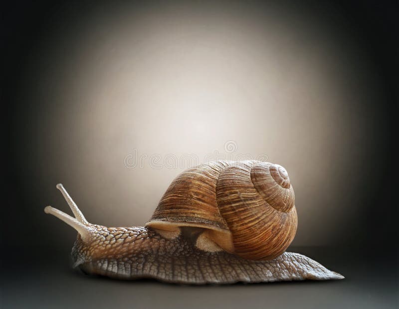 Snail. Concept graphic in soft vintage style.