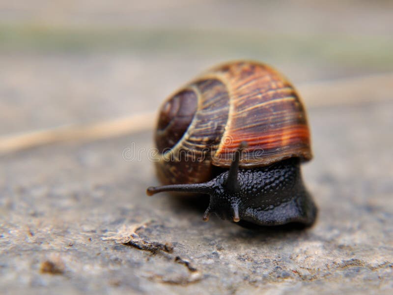 Snail on concrete stock image. Image of helicidae, mollusk 15466773
