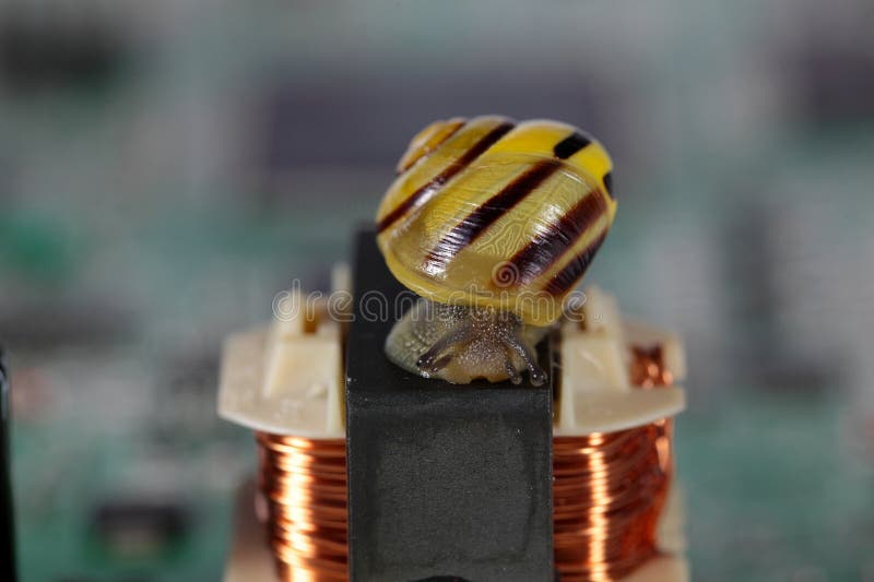 Snail on a conductor board stock photography Snail on a conductor board stock photography