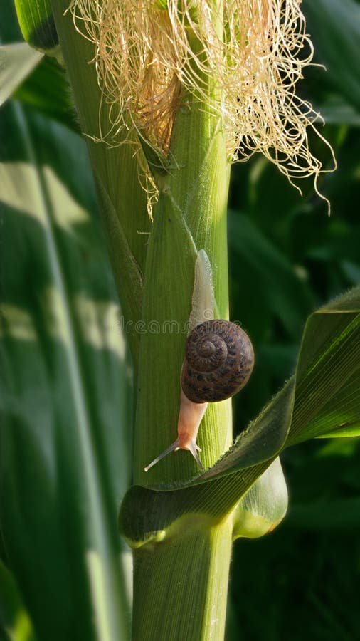 Snail and corn stock image. Image of farming, farmland 44425273
