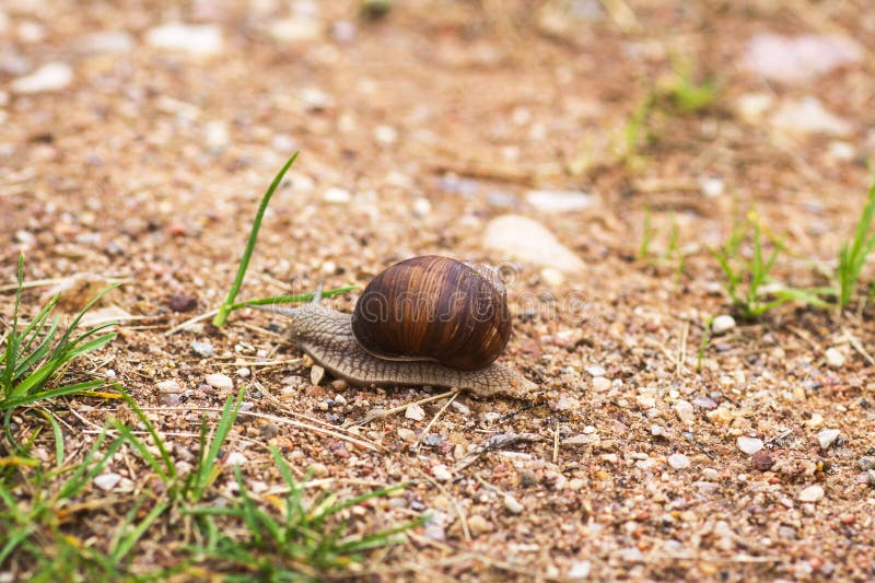 Snail crawling on the footpath royalty free stock images