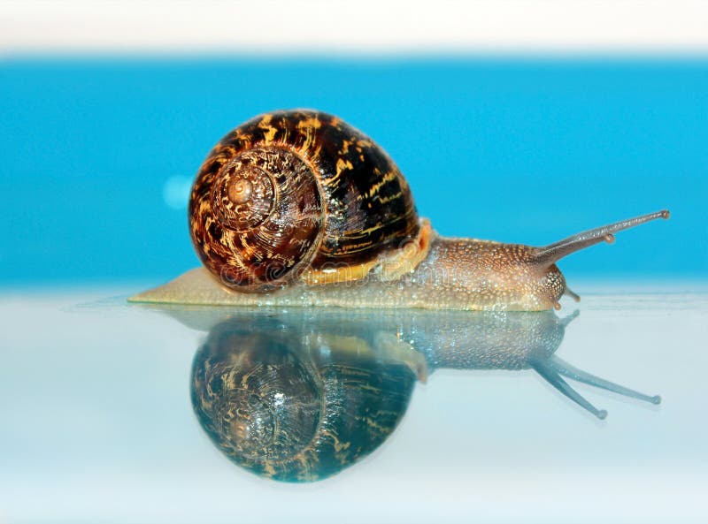 Snail crawling on the glass, reflected in him