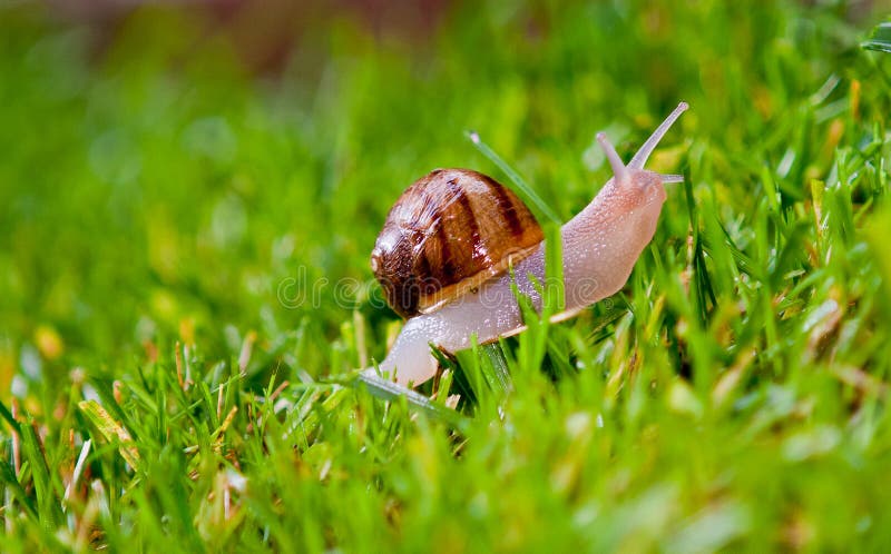 Snail crawling on grass