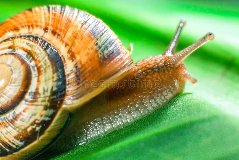 Brown snail crawling on green leaf closeup