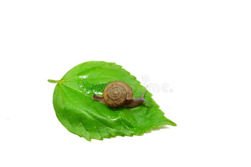 Snail crawling on a green leaves isolated on white background. stock images Snail crawling on a green leaves isolated on white background. stock images