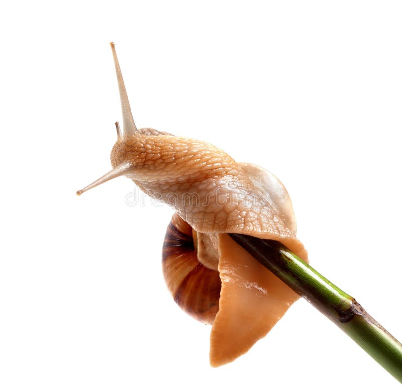 Snail crawling on green stem royalty free stock photos Snail crawling on green stem royalty free stock photos
