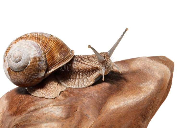 Macro of garden snail (Helix pomatia) on stone, isolated on white background. Macro of garden snail (Helix pomatia) on stone, isolated on white background