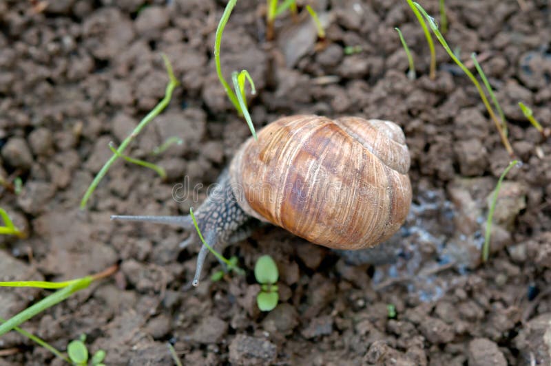 Snail creeps stock image. Image of home, slow, forest 58366731