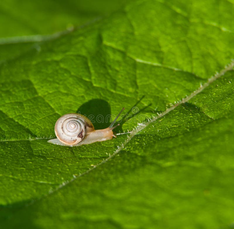 The Snail Creeps on Foliage Stock Image Image of antenna, crawling 22516463