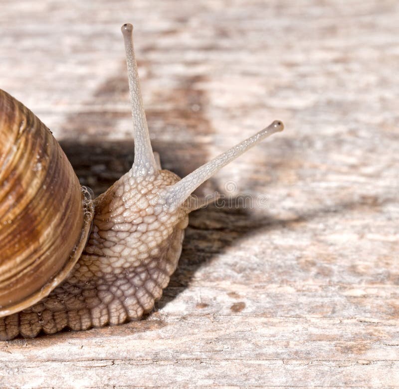 9,897 Snail Antenna Photos Free & RoyaltyFree Stock Photos from