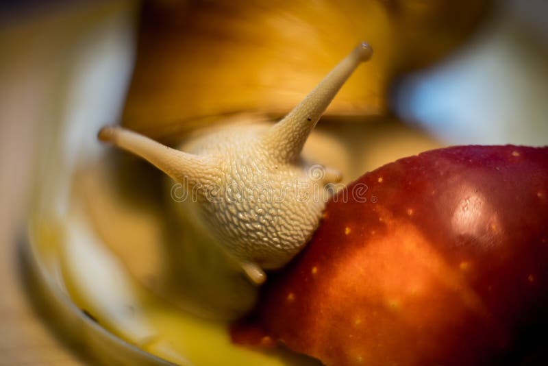 Snail on juice glass stock image. Image of hard, shell 3097513