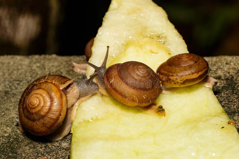 Snail eating fruit stock photo. Image of nutrition, cosmetic 91961838
