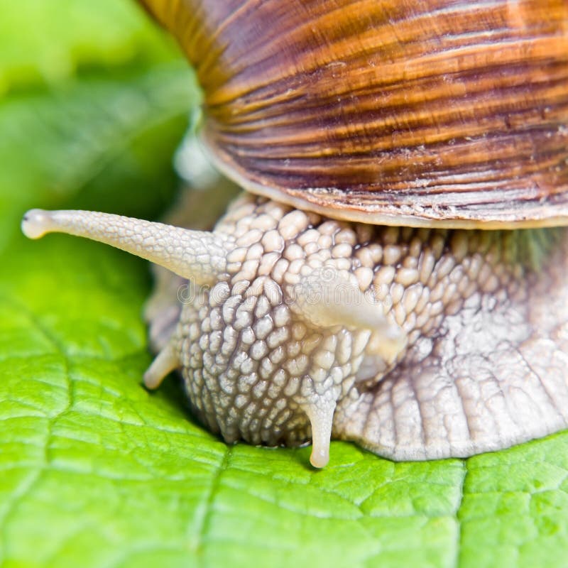 The big snail eating green vine leaves.
