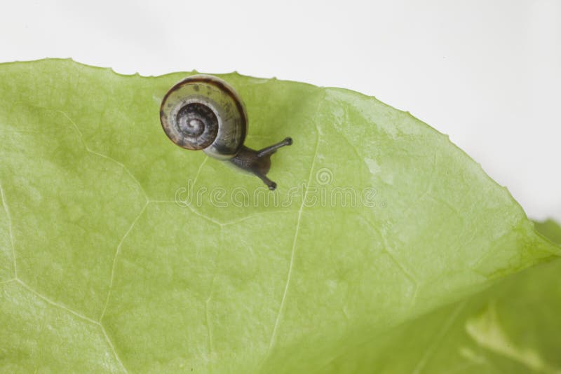 Snail Eating a Lettuce Leaf Stock Photo Image of green, healthy