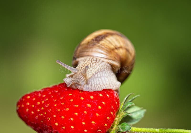 Snail Eating a Ripe Strawberry Stock Image Image of food, pest 62942771