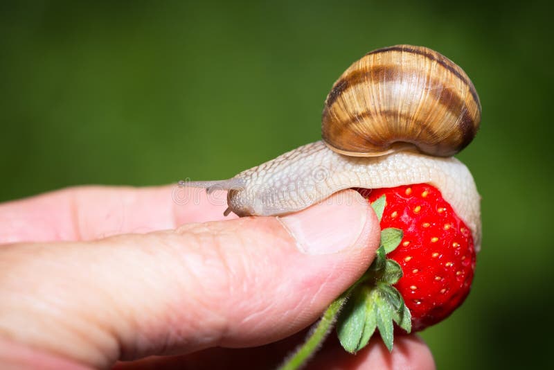 Snail eating a ripe strawberry in the garden