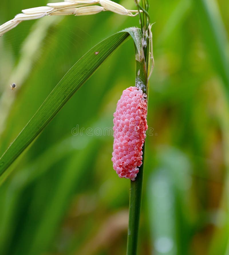 Snail egg on rice tree in farmland