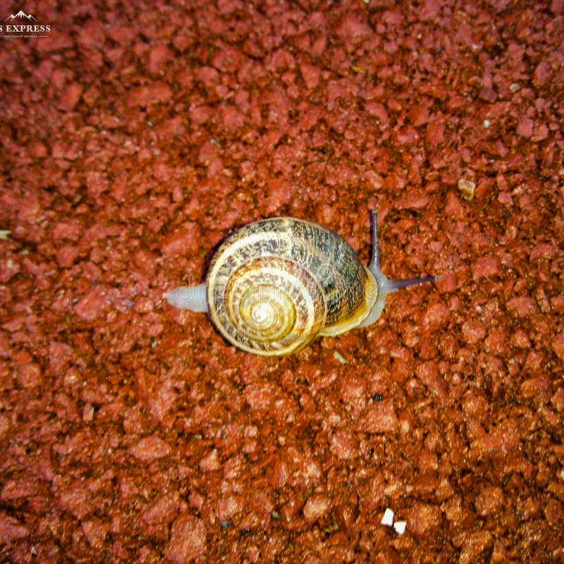 211 Snail Antennas Stock Photos Free & RoyaltyFree Stock Photos from