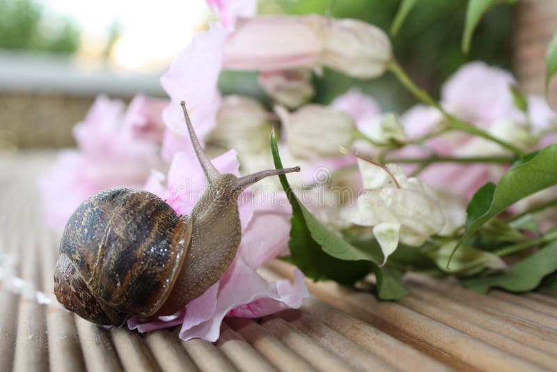 Snail Exploring Pink Flowers Stock Photo Image of decking, wildlife