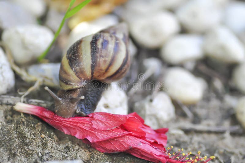 Snail on a fall flower stock image. Image of hibiscus 93252141