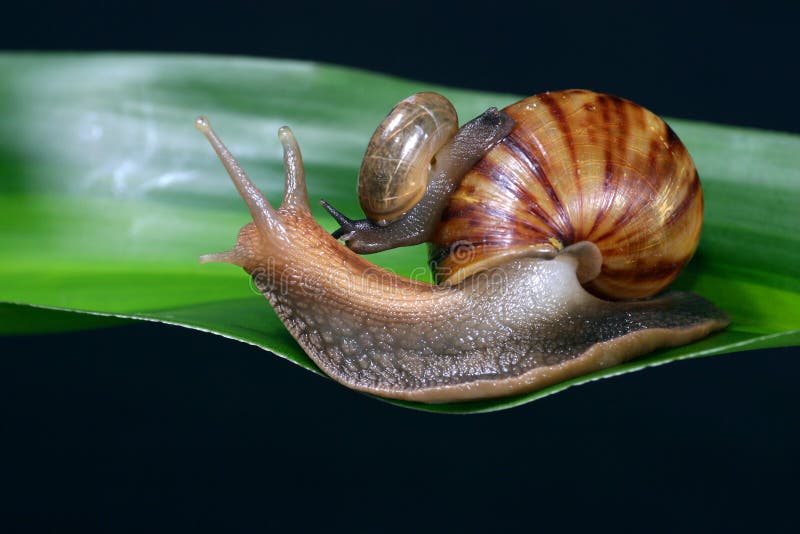 Mother Snail Carrying Baby Snail On Her Shell Climbing On A Vivid Pink