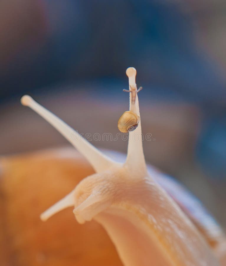 Snail family stock image. Image of father, concepts, mollusk 29006009