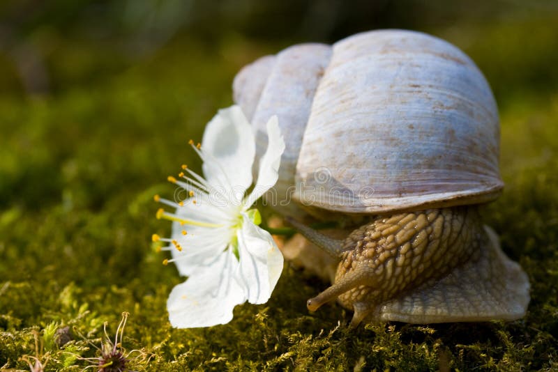 Snail and a flower stock image. Image of delicate, interest 20793365