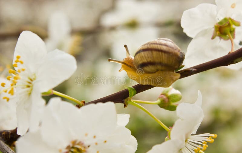 Snail on the Flowering Tree Stock Photo Image of mollusk, garden