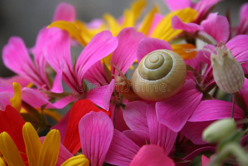 Snail in the flowers