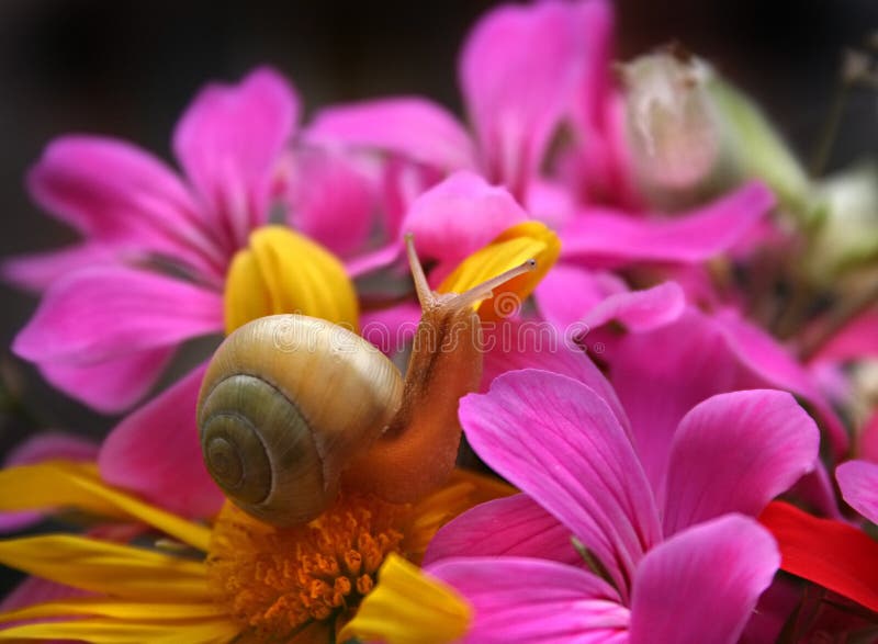 Snail in the flowers