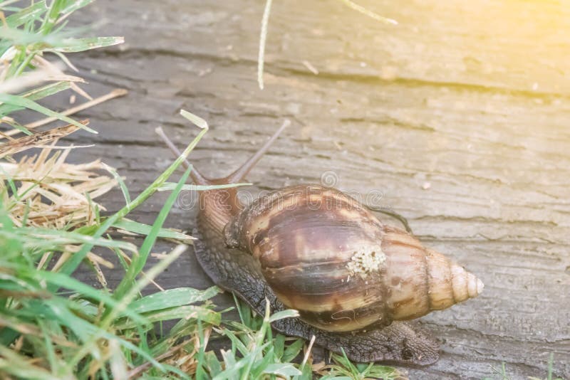 Snail on footpath in the garden royalty free stock image
