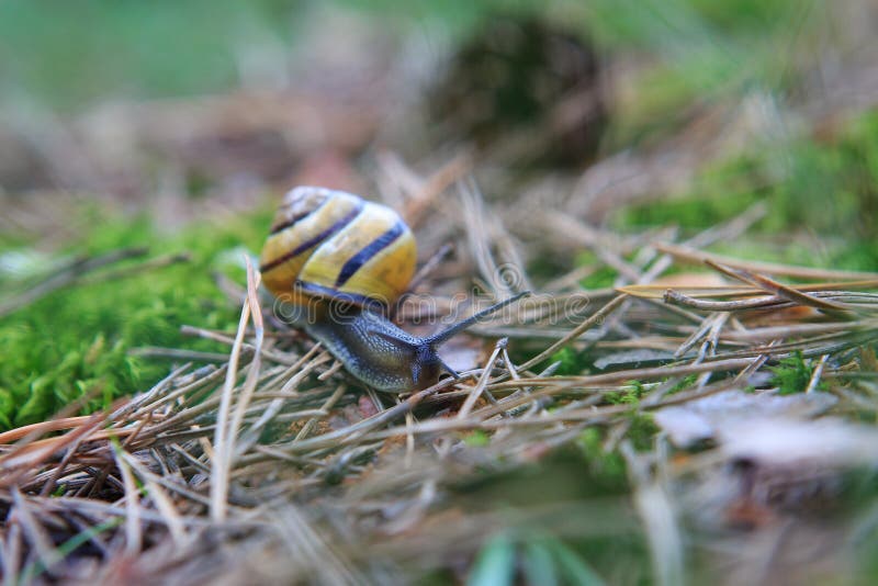 Snail on forest litter,macro photography