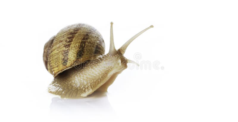 Snail