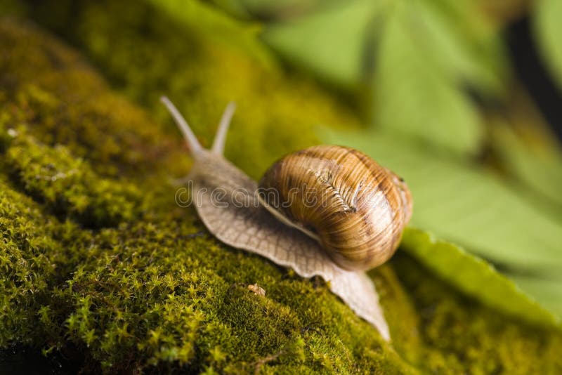 Snail at the garden stock image. Image of trail, body 7291819