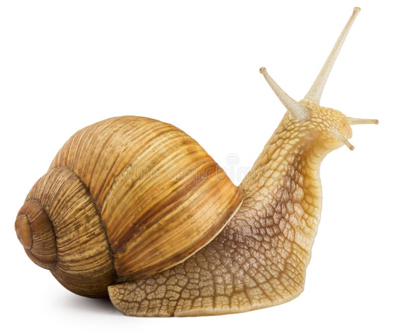 Snail