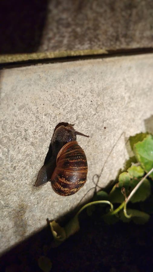 Snail in the garden stock photo. Image of shot, gastropod 100289814