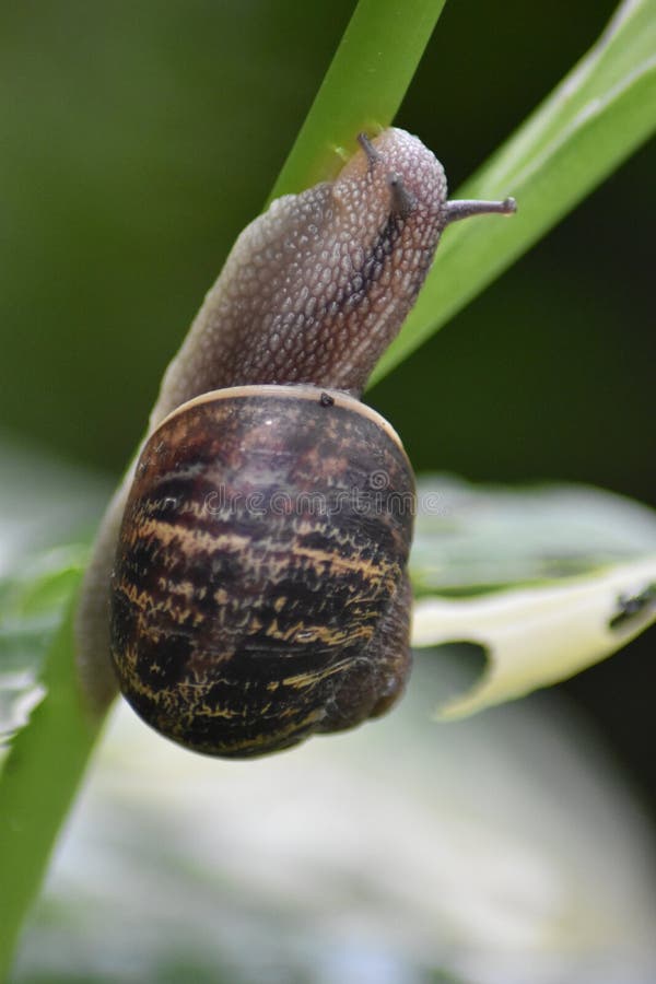 Snail (Gastropoda) stock image. Image of gardening, schnecke 268275957