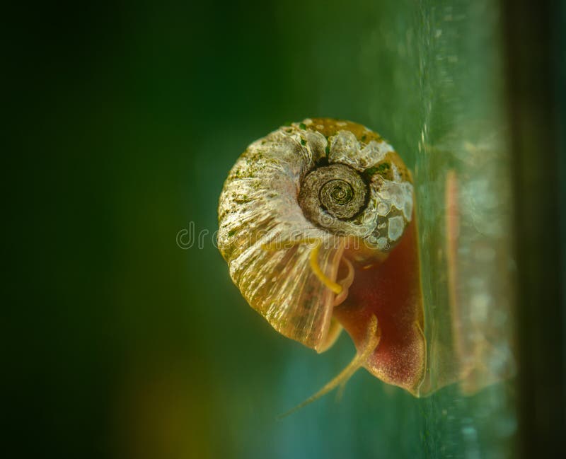 Snail on a glass surface. stock image. Image of serenity 120834881