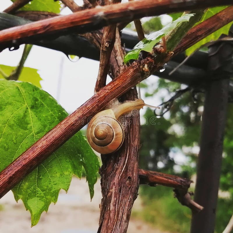Snail on the grape stock image. Image of tree, branch 264188943