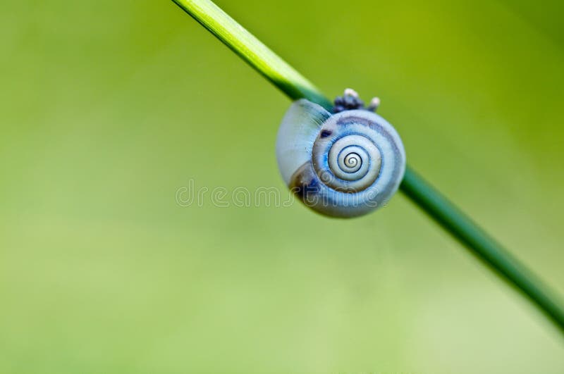 Snail on Grass