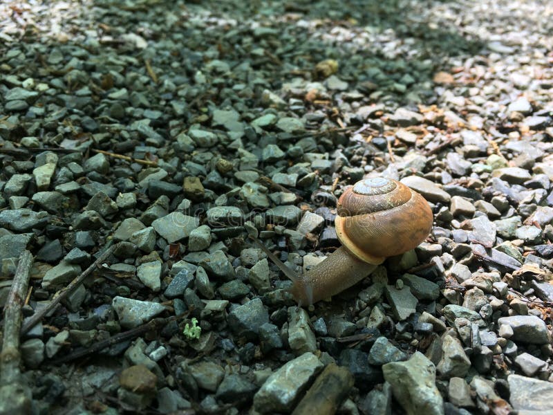 Snail on Gravel stock photo. Image of mollusk, brown 79016212