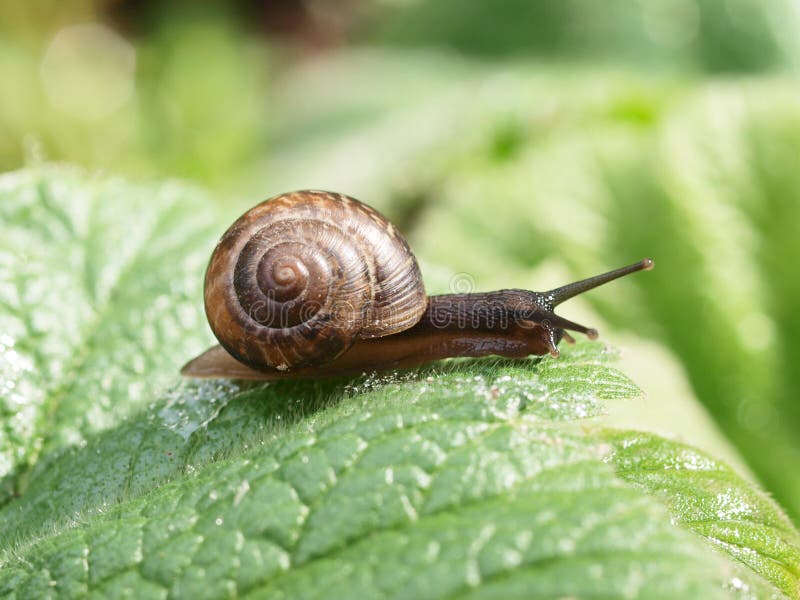 Crawling snail on a green leaf