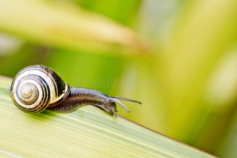 Banded Garden Snail in Summer on green Leaf. Banded Garden Snail in Summer on green Leaf