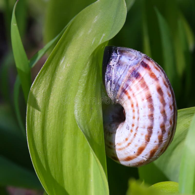 Snail on green leaf close up stock photography Snail on green leaf close up stock photography