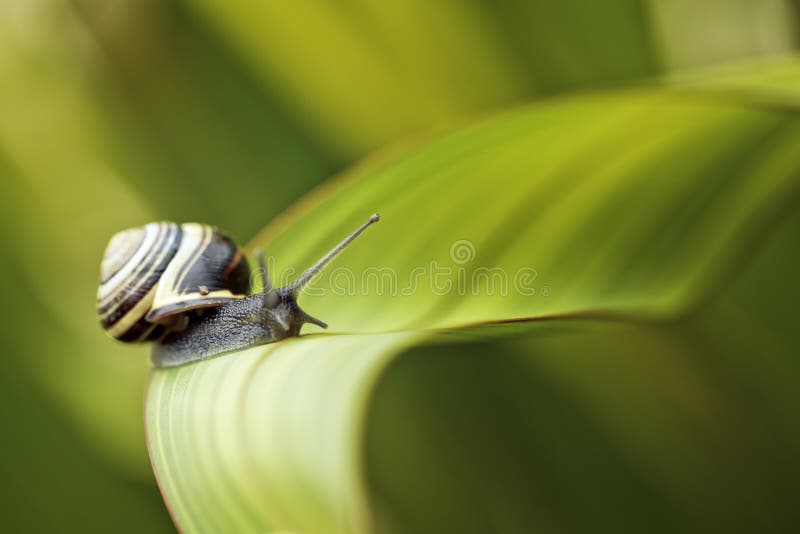 Closeup Snail on green Leaf in garden